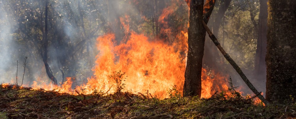 Improved seasonal forecasting helps combat wildfires