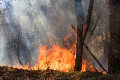 Improved seasonal forecasting helps combat wildfires