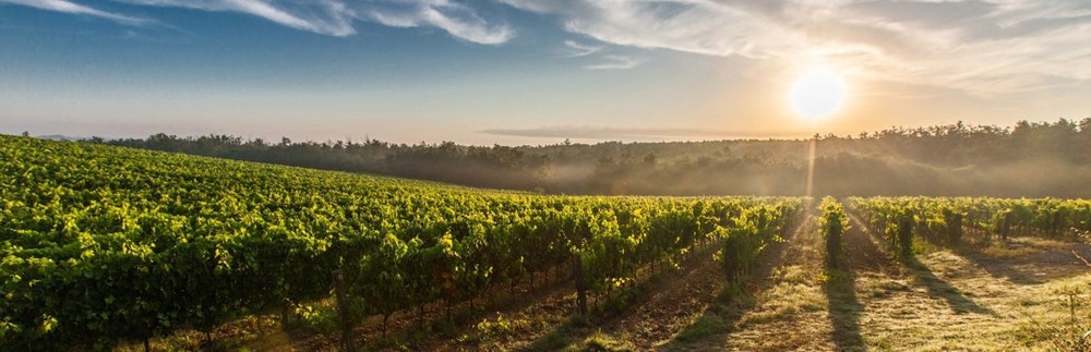 Prune, ripe, harvest: Seasonal predictions for the wine sector