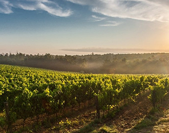 Prune, ripe, harvest: Seasonal predictions for the wine sector